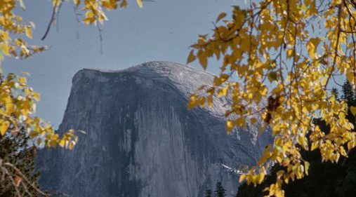 Half Dome photo with fall leaves in front.