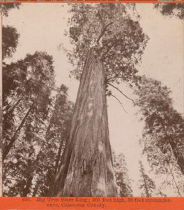 Starr King sequoia surrounded by shorter trees.