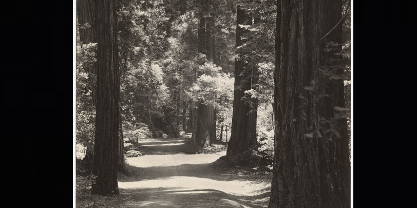 dirt road shaded by tall redwood trees on both sides