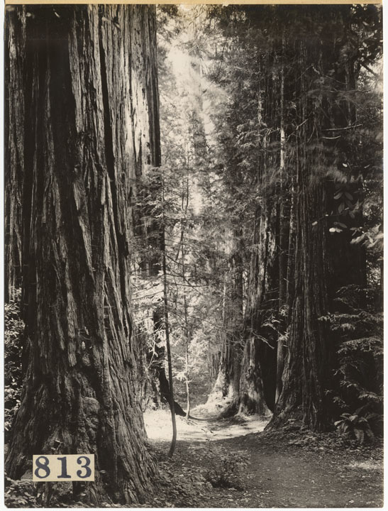 Views of redwood trees in Muir Woods; shows paths and roads through the trees.