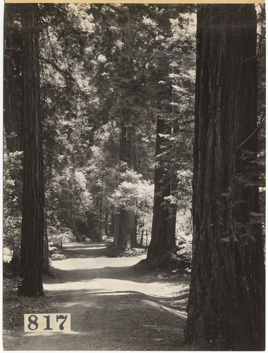 Views of redwood trees in Muir Woods; shows paths and roads through the trees.