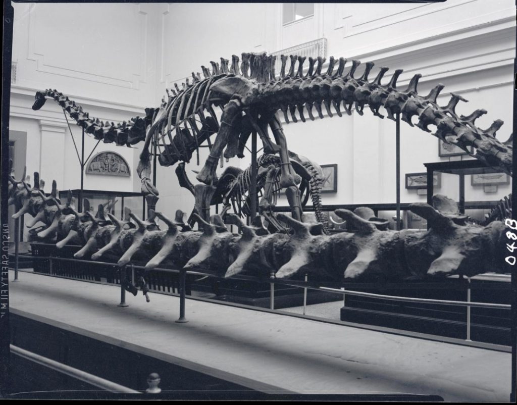 Paleontology Exhibits in Hall 2 at Museum of Natural History. Smithsonian Institution Archives, Acc. 16-126, Box 01, Image No. MNH-048B