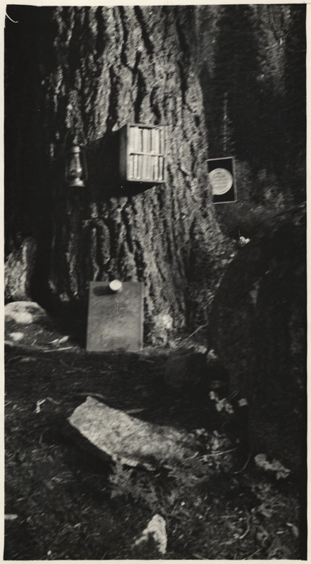 Book box nailed to large pine tree