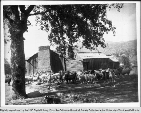 Photograph of a goat herd owned by Tule River Indians, Tule River Indian Reservation, near Porterville, ca.1900. Dozens of goats stand under a large tree near two or three wooden and adobe ranch buildings. Scrub grass grows in the foreground. Mountain slopes dotted with brush rise in the background.