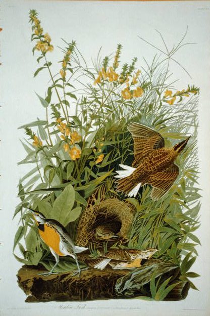 Shows several meadowlarks and a nest in grass